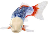 Mojo - Koi Carp - Asagi Koi (blue red) 2025 - Modern Brands Australia