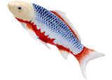 Mojo - Koi Carp - Asagi Koi (blue red) 2025 - Modern Brands Australia