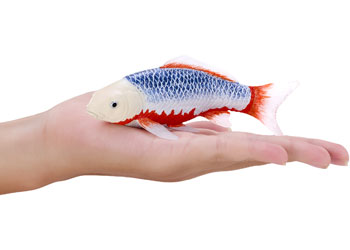 Mojo - Koi Carp - Asagi Koi (blue red) 2025 - Modern Brands Australia