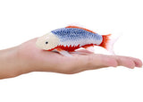 Mojo - Koi Carp - Asagi Koi (blue red) 2025 - Modern Brands Australia