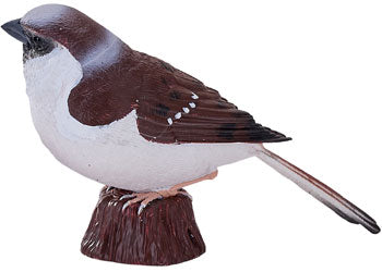 Mojo - House Sparrow 2025 - Modern Brands Australia