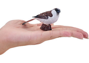 Mojo - House Sparrow 2025 - Modern Brands Australia