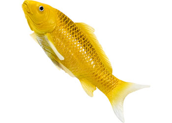 Mojo - Koi Carp - Kin Matsuba Koi (Gold) 2025 - Modern Brands Australia