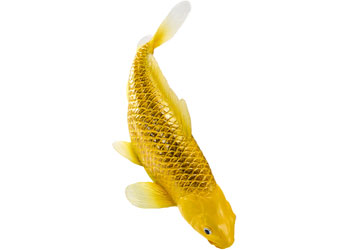 Mojo - Koi Carp - Kin Matsuba Koi (Gold) 2025 - Modern Brands Australia