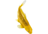 Mojo - Koi Carp - Kin Matsuba Koi (Gold) 2025 - Modern Brands Australia