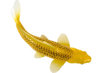 Mojo - Koi Carp - Kin Matsuba Koi (Gold) 2025 - Modern Brands Australia