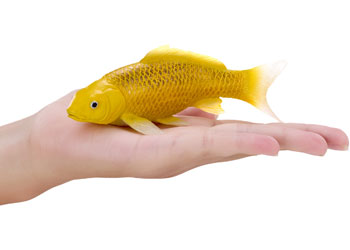 Mojo - Koi Carp - Kin Matsuba Koi (Gold) 2025 - Modern Brands Australia