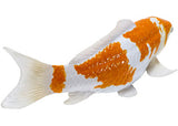 Mojo - Koi Carp - Ochiba Shigure Koi 2025 - Modern Brands Australia