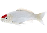 Mojo - Koi Carp - Tancho Koi (red dot) 2025 - Modern Brands Australia