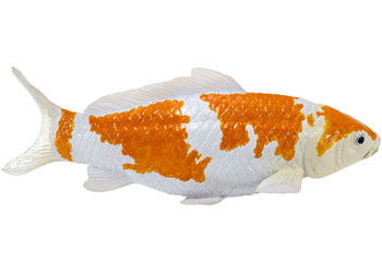 Mojo - Koi Carp - Ochiba Shigure Koi 2025 - Modern Brands Australia