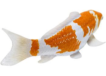 Mojo - Koi Carp - Ochiba Shigure Koi 2025 - Modern Brands Australia