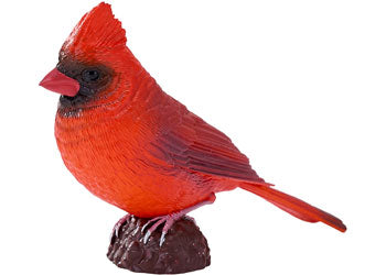 Mojo - Red Cardinal 2025 - Modern Brands Australia