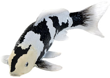Mojo - Koi Carp - Shiro Utsuri Koi 2025 - Modern Brands Australia