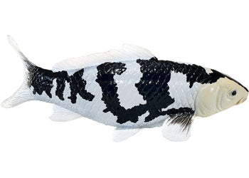 Mojo - Koi Carp - Shiro Utsuri Koi 2025 - Modern Brands Australia