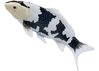 Mojo - Koi Carp - Shiro Utsuri Koi 2025 - Modern Brands Australia