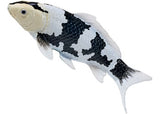 Mojo - Koi Carp - Shiro Utsuri Koi 2025 - Modern Brands Australia