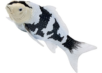 Mojo - Koi Carp - Shiro Utsuri Koi 2025 - Modern Brands Australia