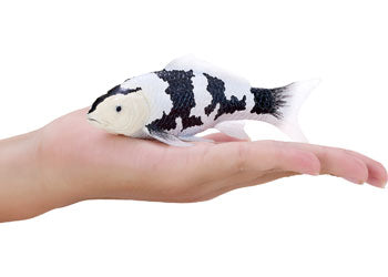 Mojo - Koi Carp - Shiro Utsuri Koi 2025 - Modern Brands Australia