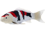 Mojo - Koi Carp - Showa Sanshoku Koi 2025 - Modern Brands Australia