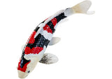 Mojo - Koi Carp - Showa Sanshoku Koi 2025 - Modern Brands Australia