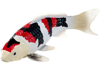 Mojo - Koi Carp - Showa Sanshoku Koi 2025 - Modern Brands Australia