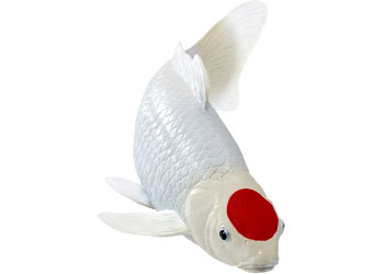 Mojo - Koi Carp - Tancho Koi (red dot) 2025 - Modern Brands Australia