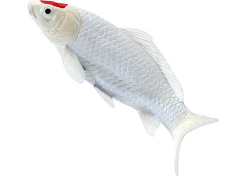 Mojo - Koi Carp - Tancho Koi (red dot) 2025 - Modern Brands Australia