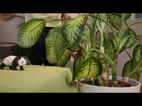 Schleich - Wild Life Asia Starter Set