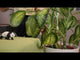 Schleich - Wild Life Asia Starter Set