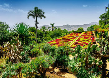 Rburg - Botanical Garden Madeira Puzzle 1000p - Modern Brands Australia