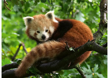Rburg - Cute Red Panda 500p - Modern Brands Australia