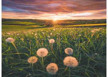 Rburg - Dandelions at Sunset Puzzle 500p - Modern Brands Australia