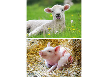 Ravensburger - Farm Animals Babies 2x12p - Modern Brands Australia