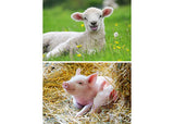 Ravensburger - Farm Animals Babies 2x12p - Modern Brands Australia