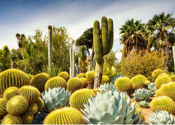 Rburg - Huntington Desert Garden Puzzle 1000p - Modern Brands Australia