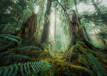 Rburg - In the Forest 1000p - Modern Brands Australia