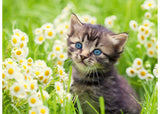 Rburg - Kitten in the Meadow 500p - Modern Brands Australia