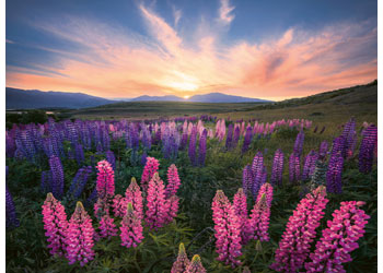 Rburg - Lupines 500p - Modern Brands Australia