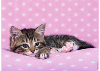 Rburg - Nap Time Puzzle 200p - Modern Brands Australia