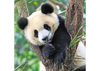 Rburg - Panda Lion and Tiger 3x49p - Modern Brands Australia