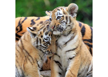 Rburg - Panda Lion and Tiger 3x49p - Modern Brands Australia