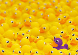 Rburg - Rubber ducks 1000p - Modern Brands Australia