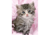Rburg - Kitten Sweetness Puzzle 500p - Modern Brands Australia