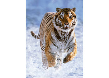 Rburg - Tiger In Winter Puzzle 500p - Modern Brands Australia