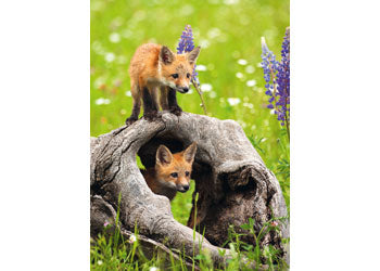 Rburg - Cheeky Foxes 300p - Modern Brands Australia