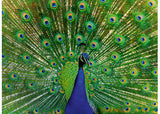 Rburg - Peacock 500p - Modern Brands Australia