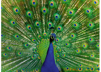 Rburg - Peacock 500p - Modern Brands Australia