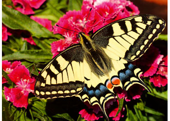 Rburg - Butterfly 500p - Modern Brands Australia
