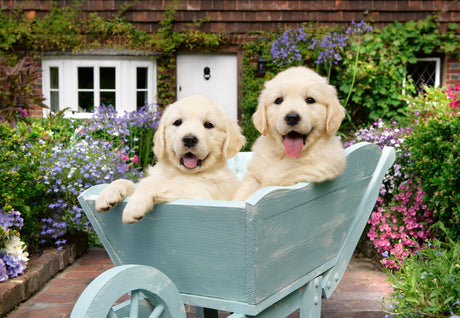 Ravensburger - Golden Retriever Puzzle 200 Pieces