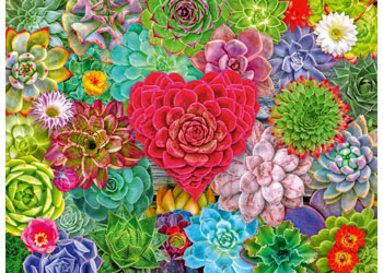 Rburg - Succulent Love 500p - Modern Brands Australia
